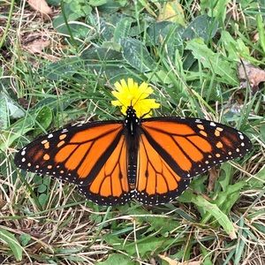 Meet your Posher, Carrie